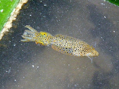 Pygmy Squid (Idiosepius sp.)