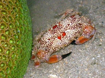 Mosaic Crab (Lophozozymus pictor)