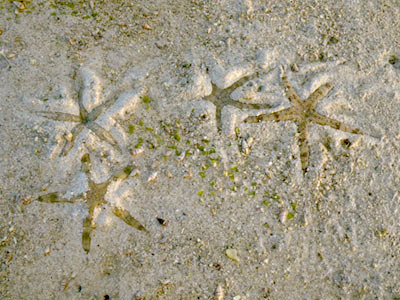 Knobbly Sea Stars (Protorester nodosus)