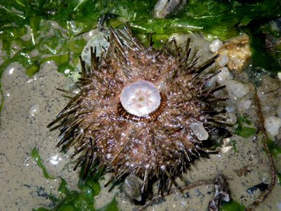 Little black sea urchins (Temnopleurus sp.)