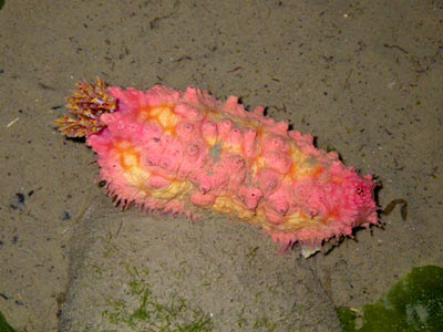 Pink sea cucumber (Cercodemas anceps)
