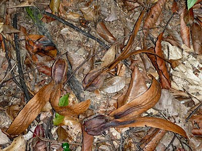 Dipterocarpus