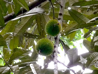 Singapore Durian (Durio singaporensis)