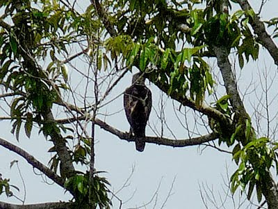 Changeable Hawk Eagle (Spizaetus cirrhatus)