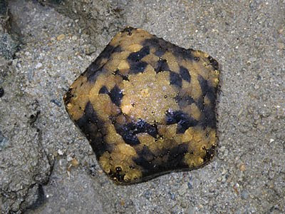 Juvenile Cushion Star (Culcita novaeguineae)
