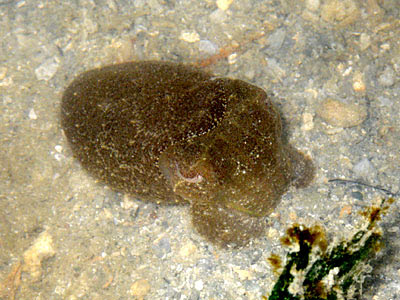 Cuttlefish (Order Sepiida)