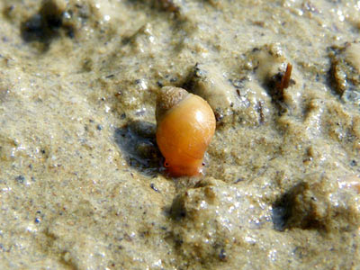 Red Berry Snail (Sphaerassiminea miniata)