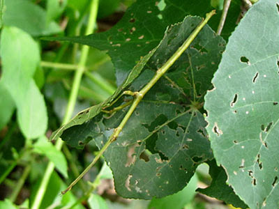 Stick Insect (Order Phasmatodea)