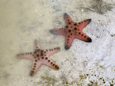 Knobbly Sea Star (Protoreaster nodosus)
