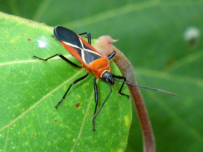 Thespesia firebug (Dysdercus simon)