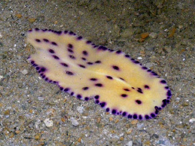 Purple-dotted Flatworm (Pseudoceros laingensis)