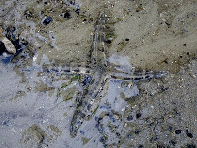 Sand-sifting Sea Star (Archaster typicus)