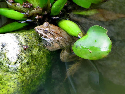 Crab-eating Frog (Fejervarya cancrivora)