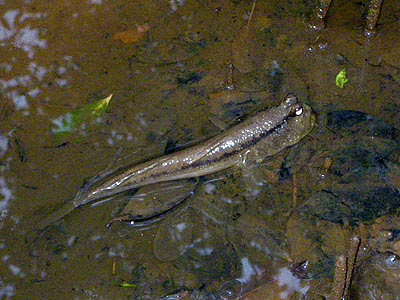 Giant Mudskipper (Periophthalmodon schlosseri)