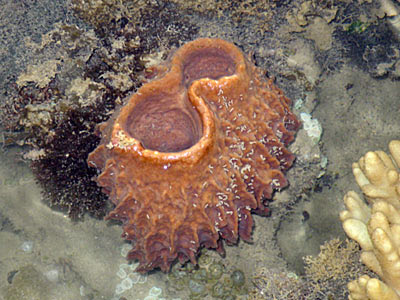 Barrel Sponge (Xestospongia testudinaria)