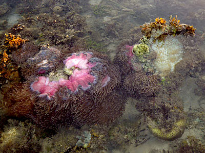 Magnificent Anemone (Heteractis magnifica) and Bulb Tentacle Sea Anemone (Entamacea quadricolor)