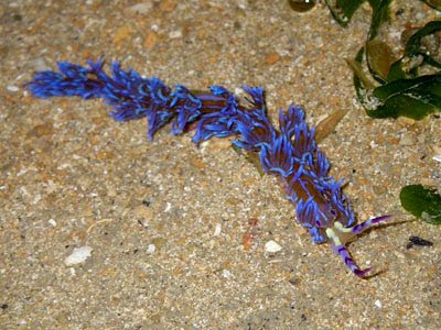 Blue Dragon (Pteraeolidia ianthina)