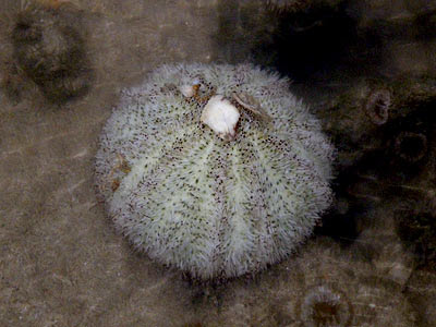 Salmacis Sea Urchin