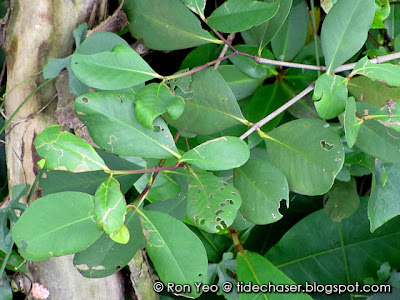 Mangrove Apple (Sonneratia alba)