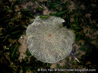 Haddon's Carpet Anemone (Stichodactyla haddoni)