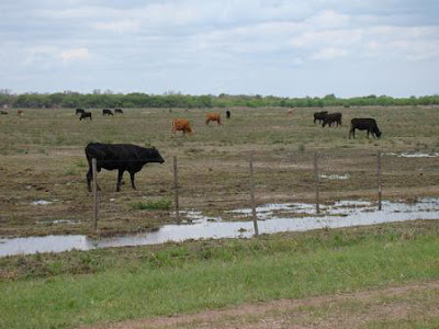 En el distrito fueron entre 40 y 50mm. Muy buenos registros dejó la lluvia en toda la región