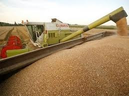 Abren cupo para exportar maíz y trigo 