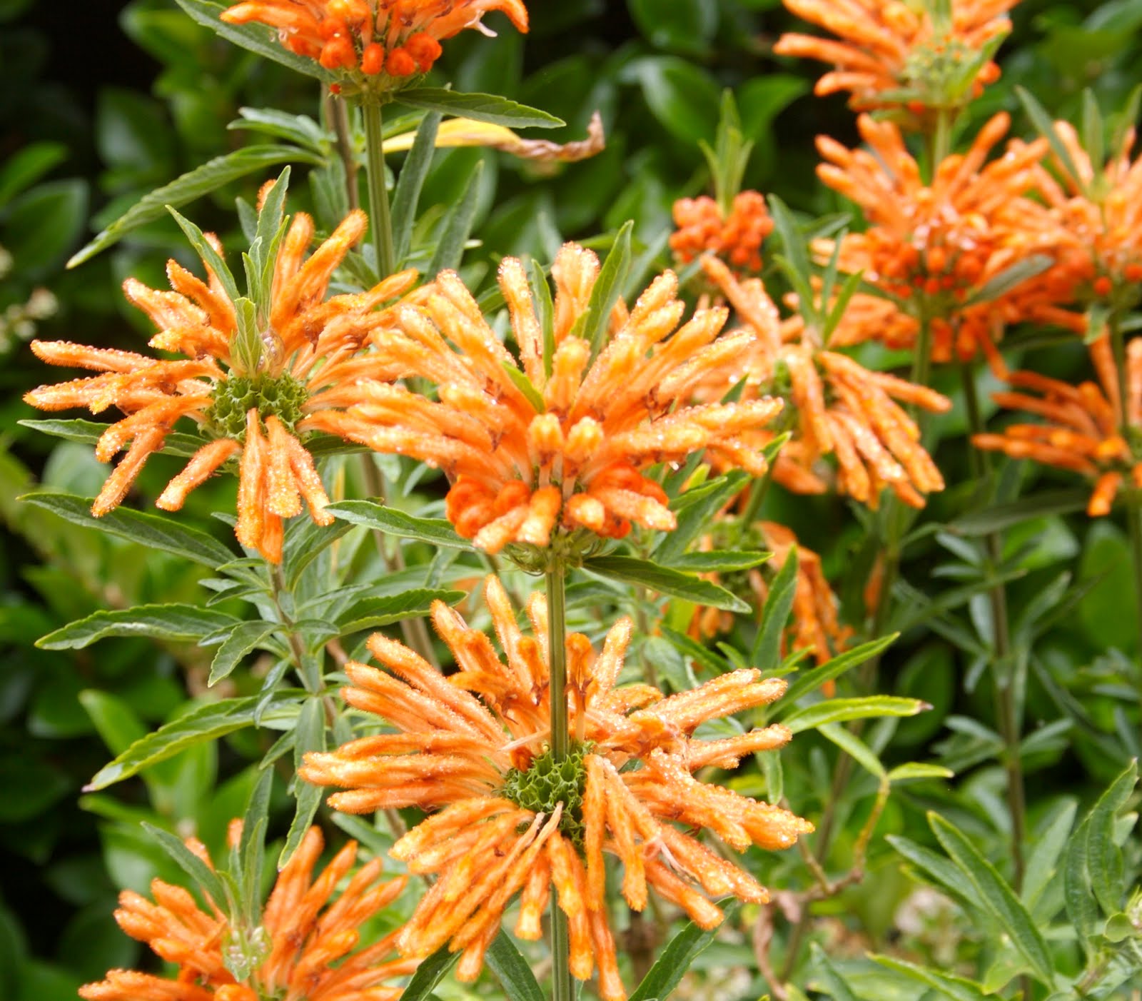 The Gardens Of Petersonville Lion S Tail