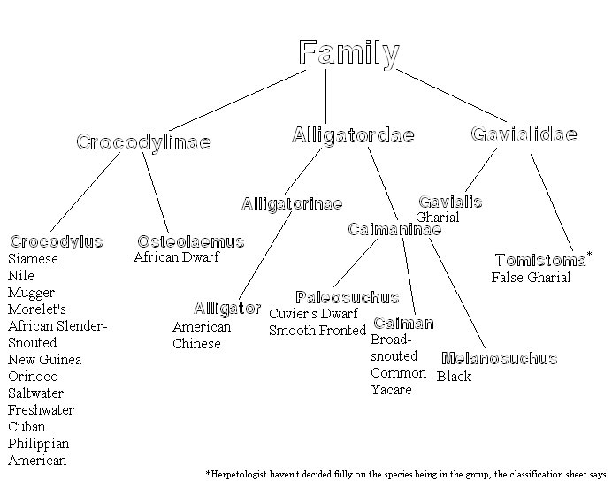 Croc Non Scientific Classification