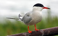 common tern