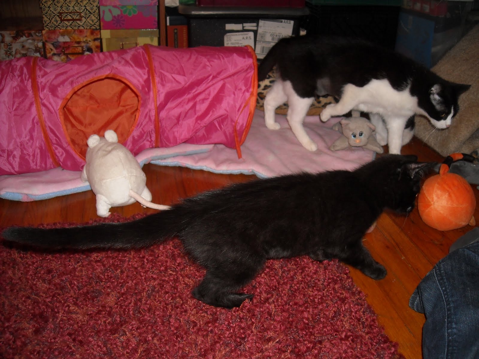 Feline Rescue Cat Tales PURR PURR PURR PURR PURR