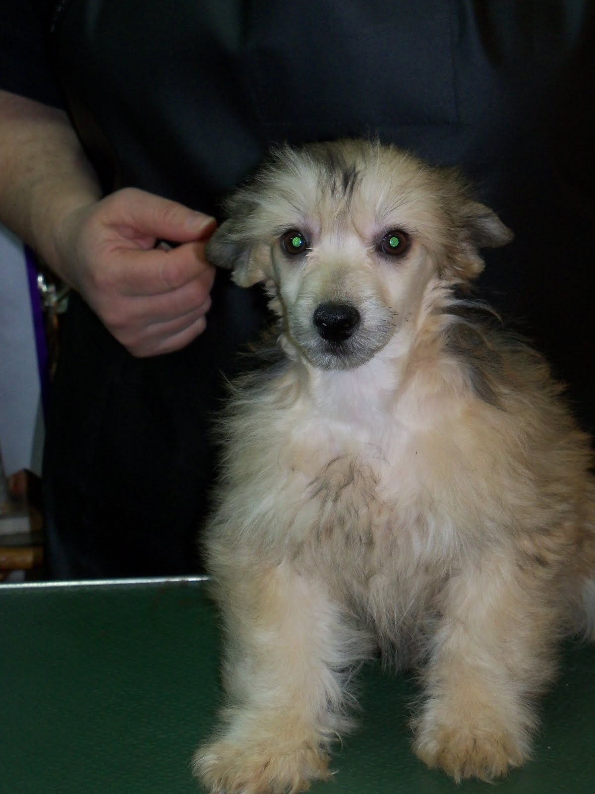 SPECIAL'S KENNEL CRESTADOS!!! CRESTEDS!!!