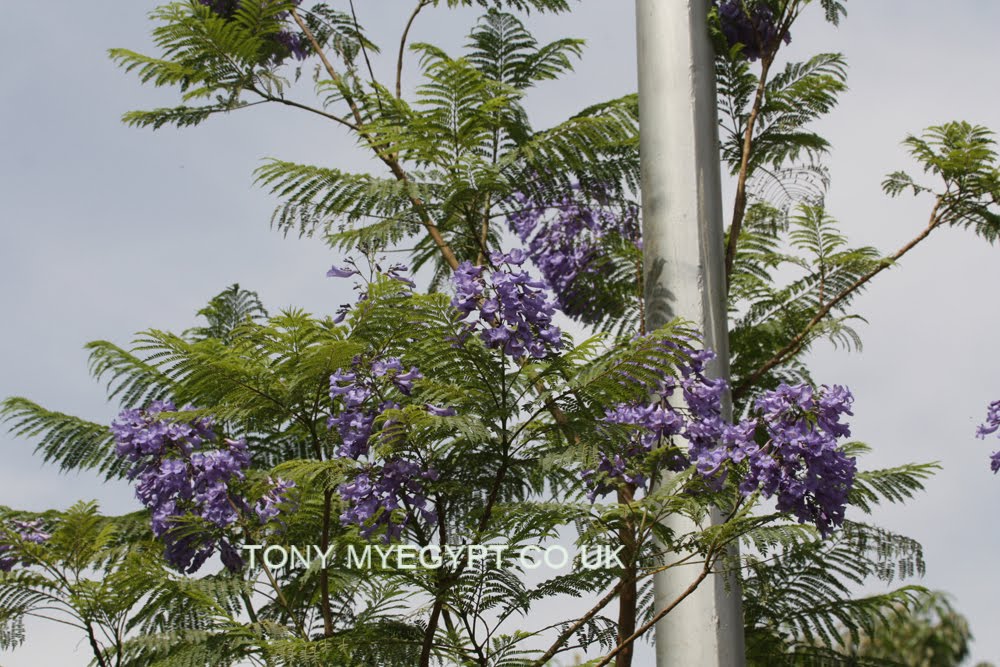 Plants in Egypt plants of egypt