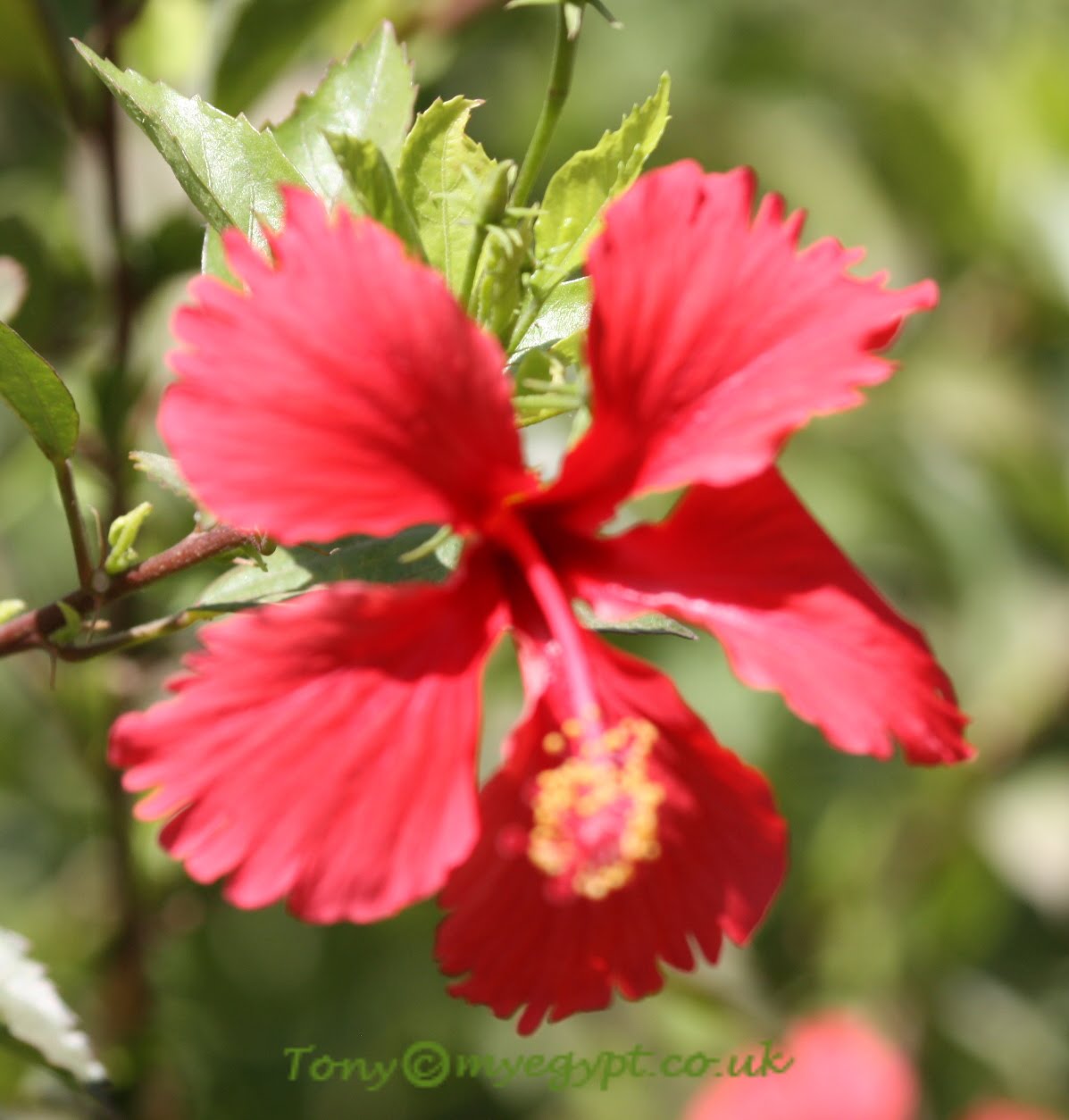 Plants in Egypt May 2010