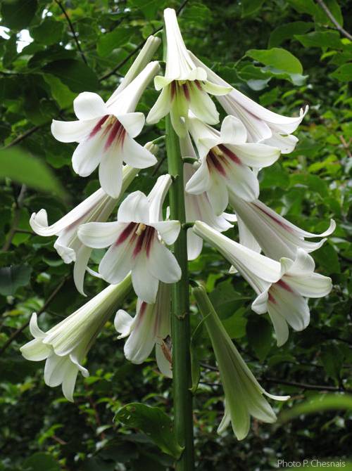 [Cardiocrinum-giganteum.jpg]