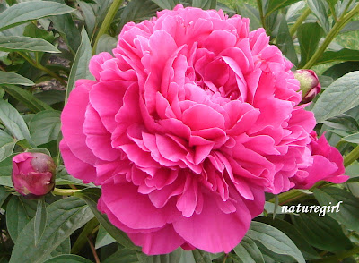 https://2.bp.blogspot.com/_pkVDYszVa3w/RmX5P11b87I/AAAAAAAAAYA/6Hef-pHsaW0/s400/peonie%2Bbud%2Bn%2Bblossom%2B2.JPG