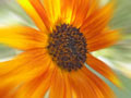 DAISY - BELLIS