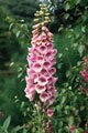 FOXGLOVE - Used in Digitalis Purpurea.