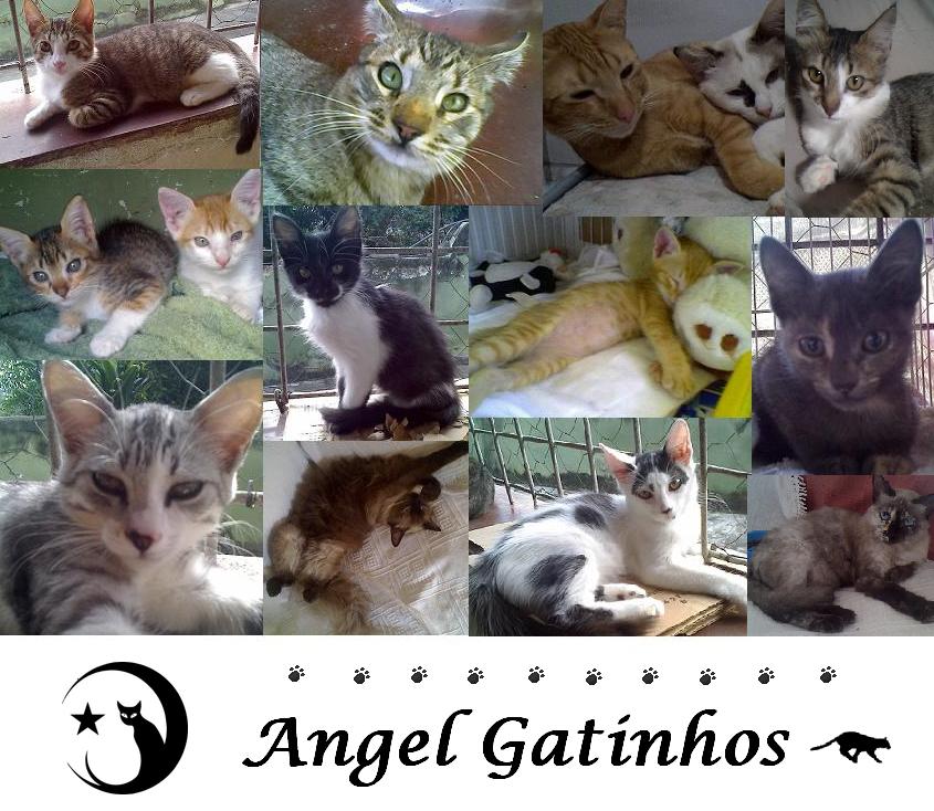 ♥ Angel Gatinhos ♥ Adote um gato adulto ♥
