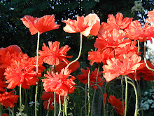 Blommor från vår trädgård