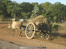Myanmar Bullock Cart