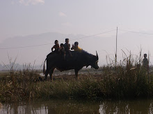 Burmese kids on an ox