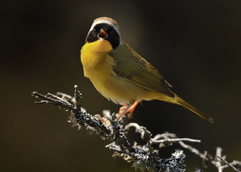 Hearing The Birds Sing!