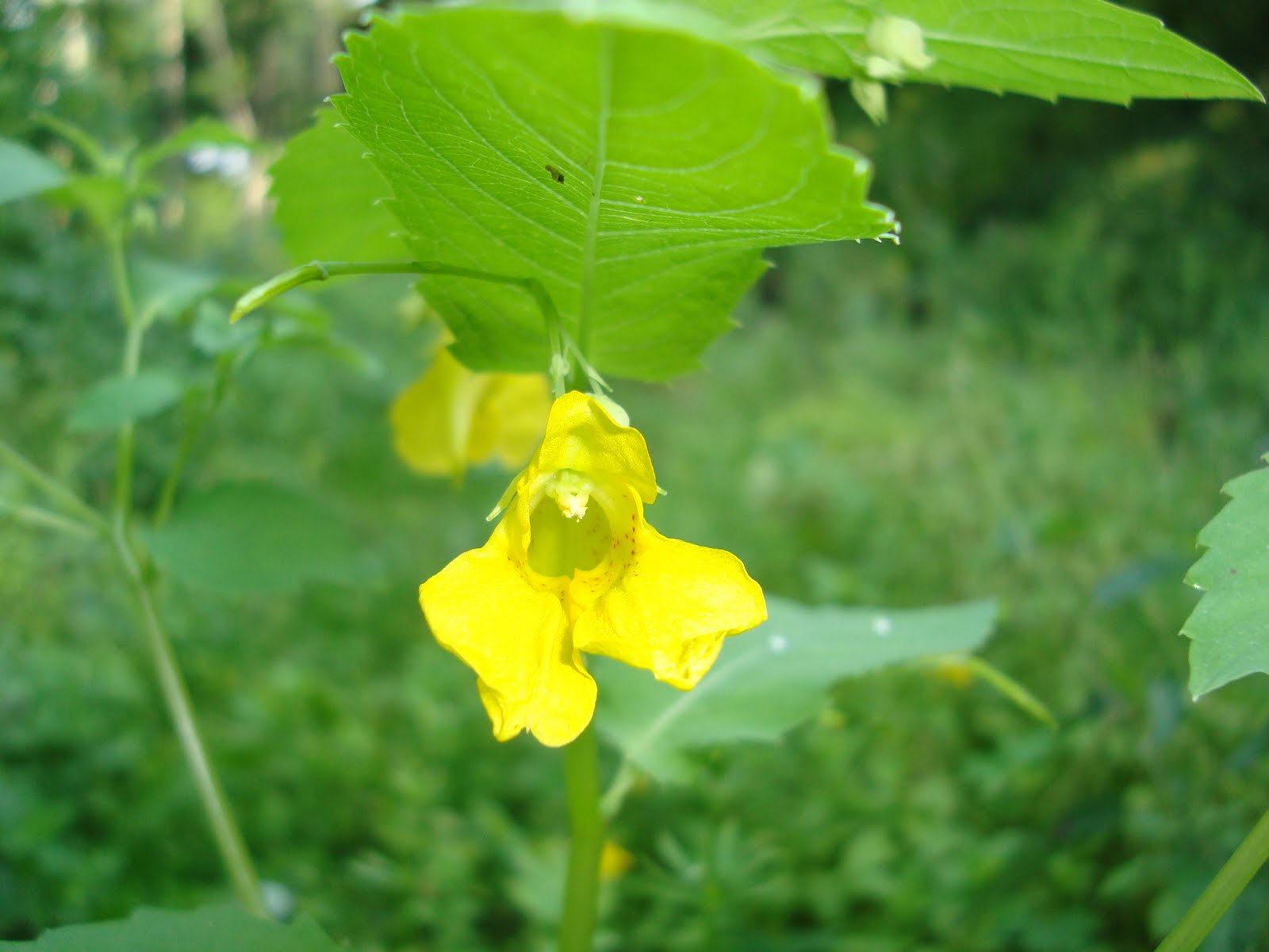 Soolembese rännakud ViruNigula rännak 07.07.2010