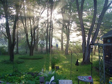 Sunrise in the back yard in the summer