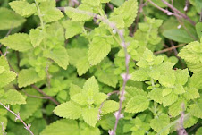 Lemon Balm