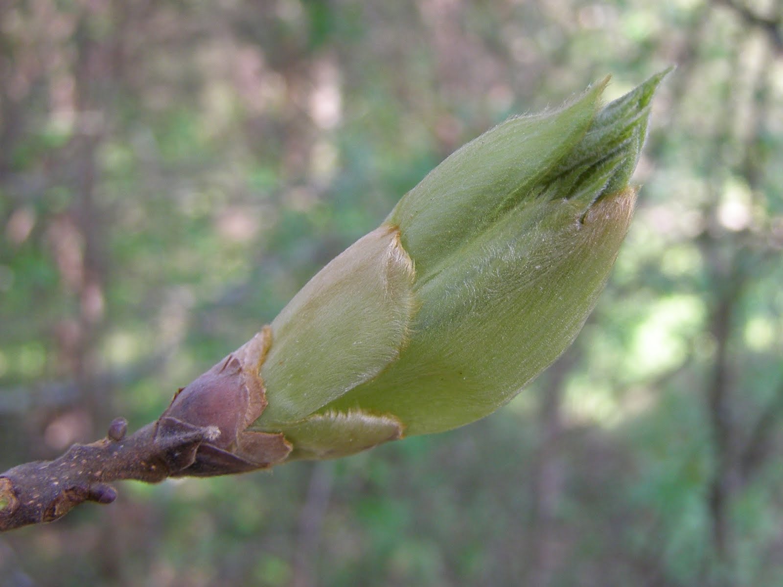Blue Jay Barrens Hickory Bud Scales