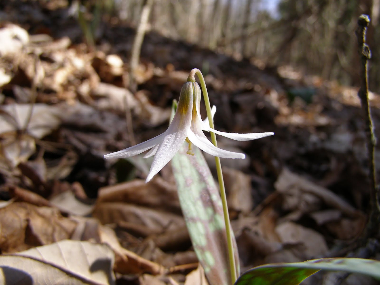Blue Jay Barrens White Trout Lily