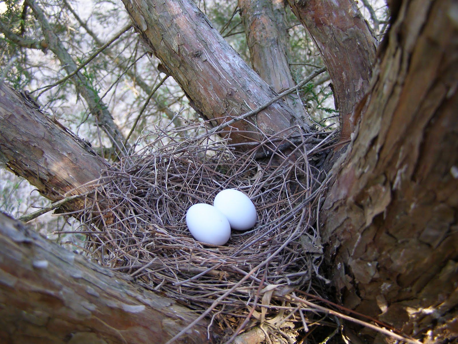 Blue Jay Barrens: Bird Nests