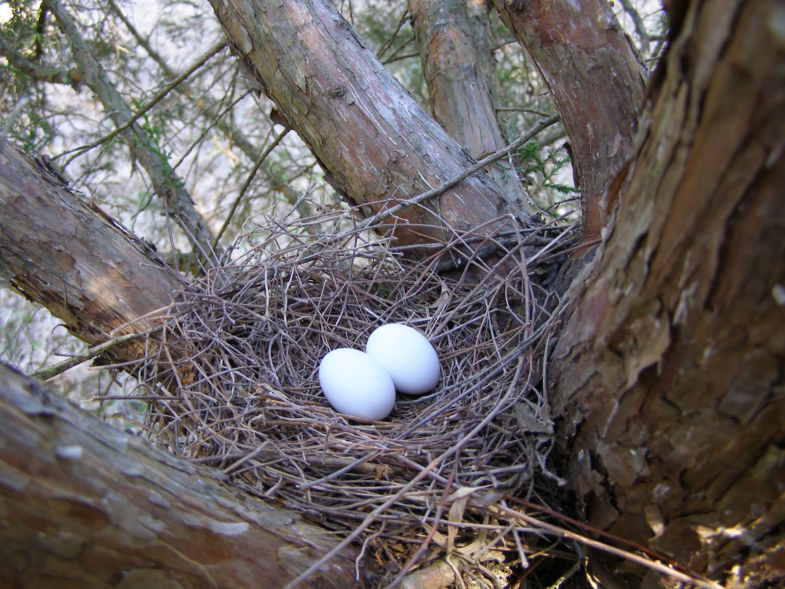 Picture Of A Blue Jay Nest