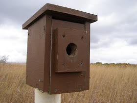 Blue Jay Barrens: Checking Nest Boxes